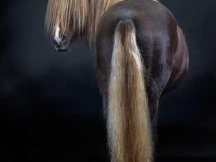 Beautiful horse tail