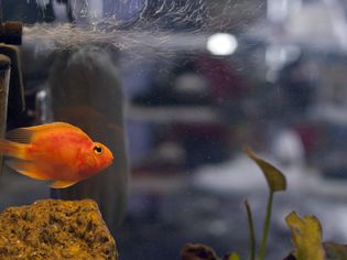 Parrot cichlid swimming under venturi air outflow