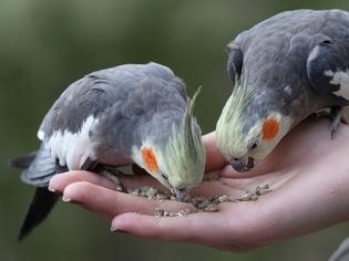 Person with bird seed in their hand feeding two cockatiels.