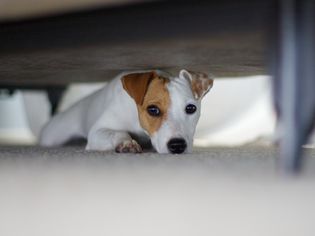 Scared dog hiding under bed
