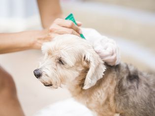 owner applying topical flea and tick ointment to a dog