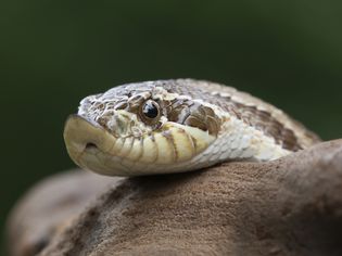 Hognose snake up close.