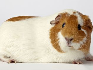 White and red guinea pig on white background