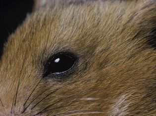 Hamster eye close-up.