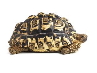 A leopard tortoise