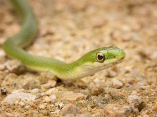 Rough green snake
