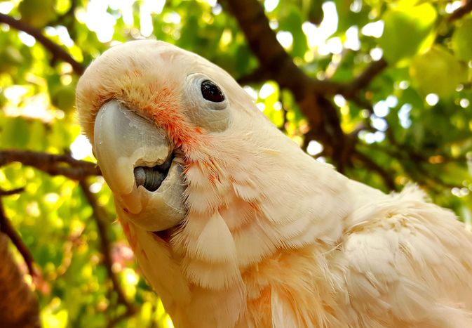 Cockatoo outside in a tree close-up