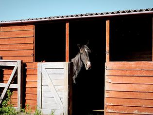 Horse standing in shelter with door open