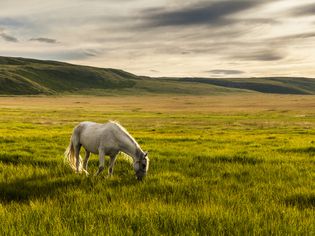 White horse grazing in pasture
