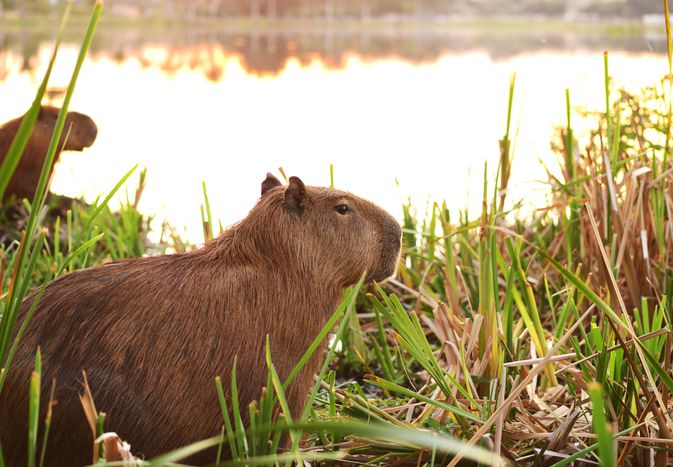 Close up of capybaras in grass by water