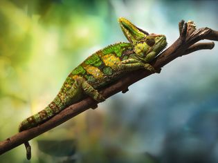 Veiled chameleon resting on a branch