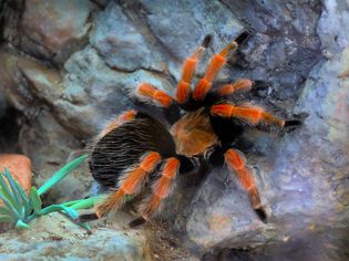Mexican red-knee tarantula on a rock