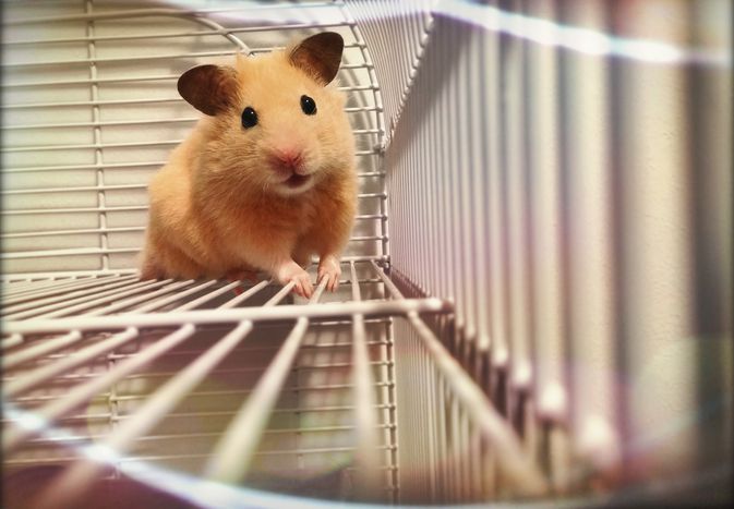 Golden hamster in cage