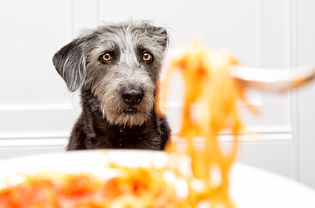 A black furry dog in focus staring at a plate of pasta.