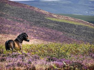 Dartmoor Pony on the Moors