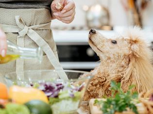 Poodle sitting looking up while olive oil is being poured into a salad bowl