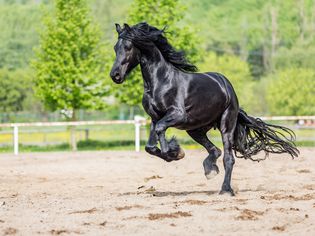 A black Friesian horse jumping.