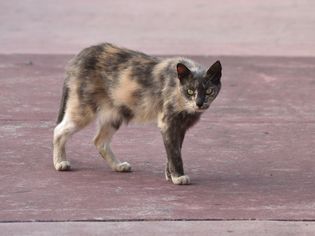 Skinny cat walking on concrete