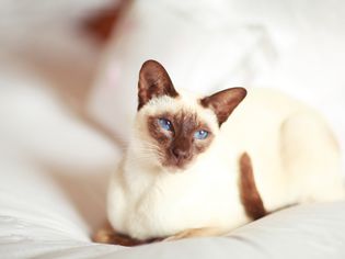 Siamese cat on a bed