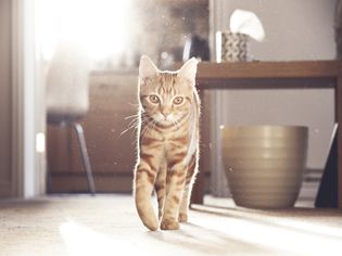Ginger domestic cat in sunshine