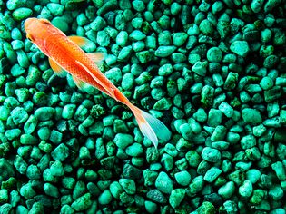 Goldfish in a fish tank with green gravel