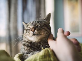 where cats like to be pet