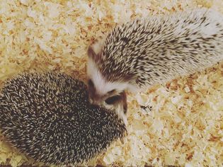 Two hedgehogs viewed from above on pine shavings