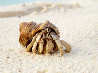 Hermit Crab (Anomura spp) on the sea shore.Cousine Island.Seychelles