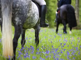 Horse-riding through bluebell wood, Brecon Beacons National Park
