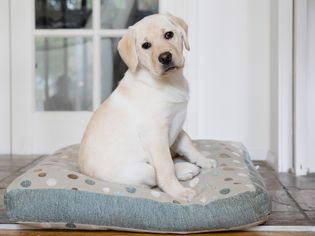 White labrador puppy sitting on spotted dog bed