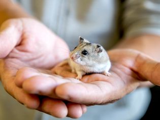 Tan and white hamster held in owner's hands closeup