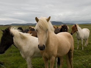 Ponies in a field