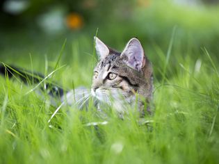 kitten in grass