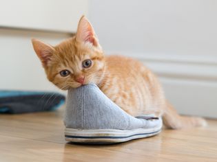 Kitten nibbling on shoe