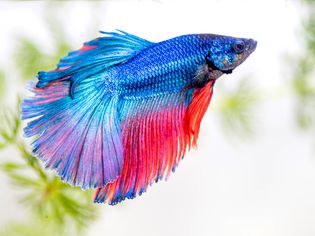 Bright blue and pink beta fish swimming in fresh-water tank closeup
