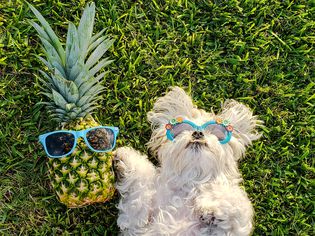 Maltese Wearing Sunglasses and Pineapple with Sunglasses Laying in the Grass