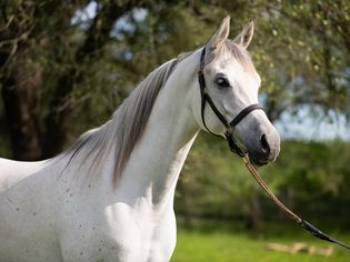 White Arabian horse with reins over face in partial sunlight