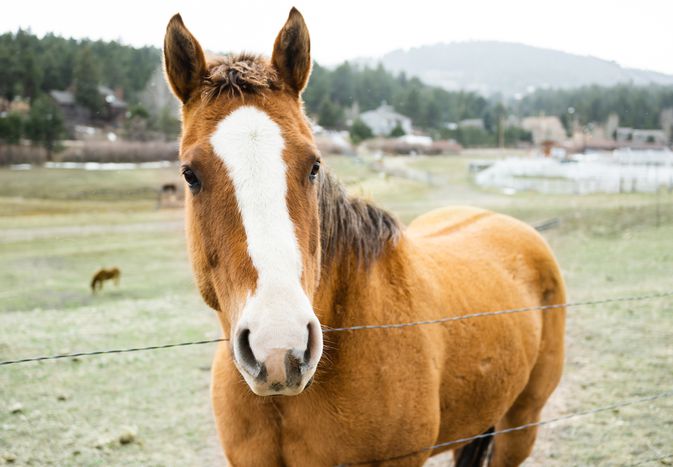Brown and white gelding horse behind wired fence