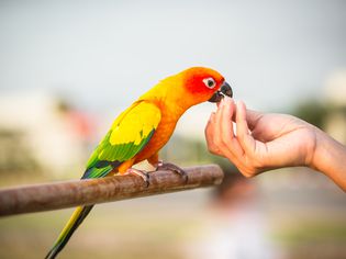 Parrot eating food in hand.