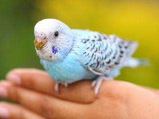 Pet parrot on human hand