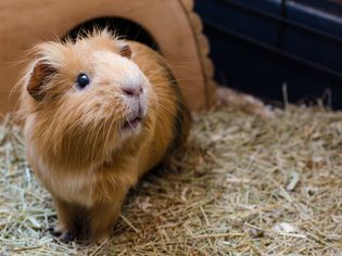 red guinea pig in cage