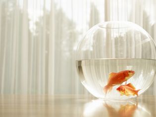 Portrait of goldfish in a bowl