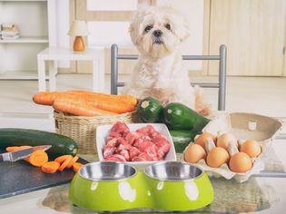 homemade dog food recipes