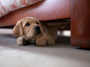 Puppy hiding under bed