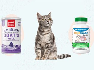 Best Probiotics for Cats