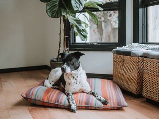 A Pointer puppy resting on a pillow