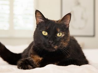 Tortoiseshell cat laying down with black and brown patterned coat