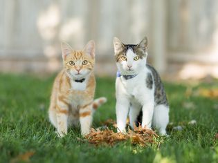 Two kittens outdoors