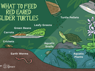 illustration of what to feed red eared slider turtles